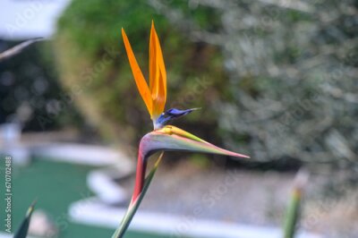 Papier peint  Strelitzia flower in a flowerbed on the Mediterranean coast 8
