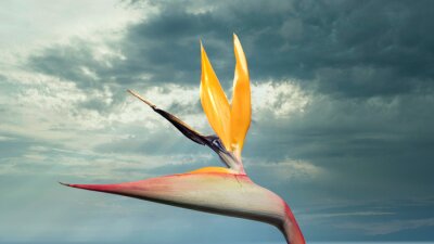 Papier peint  strelitzia flower in a garden
