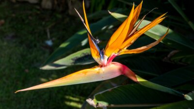 Papier peint  strelitzia flower in a garden