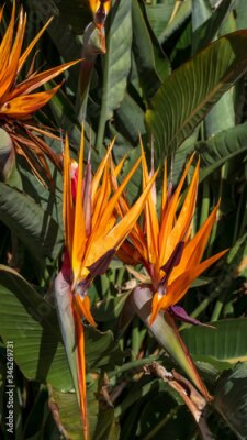 Papier peint  strelitzia flower in a garden