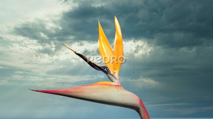 Papier peint  strelitzia flower in a garden