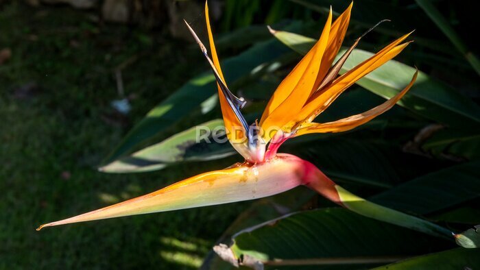 Papier peint  strelitzia flower in a garden