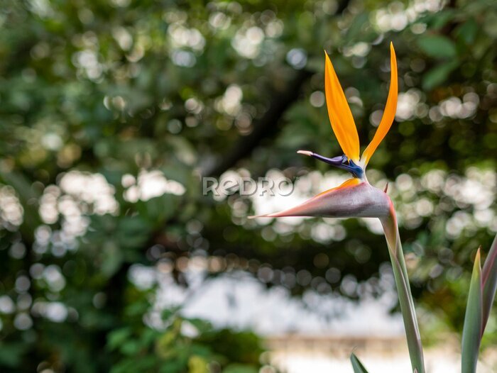 Papier peint  strelitzia flower in a garden