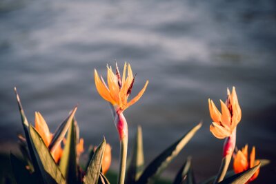 Papier peint  strelitzia flower in a garden next to a river