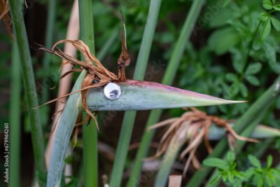 Papier peint  Strelitzia flower in a garden with a manmade eye stuck on - image resembles a bird head