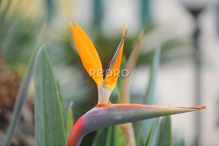 Papier peint  strelitzia flower in autumn