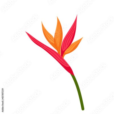 Papier peint  Strelitzia flower in flat style. Tropical flower on a white background.