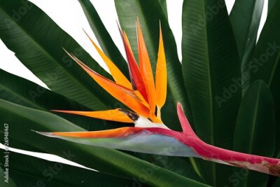 Papier peint  Strelitzia Flower in Nature, Pattern, Wallpaper, Cover and Screen for Smartphone, Cell Phone, Computer, Laptop, 9:16 and 16:9 Format