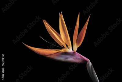 Papier peint  Strelitzia Flower in Nature, Pattern, Wallpaper, Cover and Screen for Smartphone, Cell Phone, Computer, Laptop, 9:16 and 16:9 Format