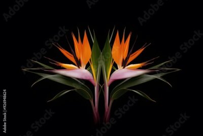 Papier peint  Strelitzia Flower in Nature, Pattern, Wallpaper, Cover and Screen for Smartphone, Cell Phone, Computer, Laptop, 9:16 and 16:9 Format