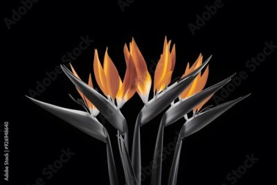 Papier peint  Strelitzia Flower in Nature, Pattern, Wallpaper, Cover and Screen for Smartphone, Cell Phone, Computer, Laptop, 9:16 and 16:9 Format
