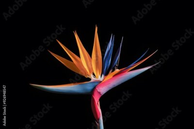 Papier peint  Strelitzia Flower in Nature, Pattern, Wallpaper, Cover and Screen for Smartphone, Cell Phone, Computer, Laptop, 9:16 and 16:9 Format