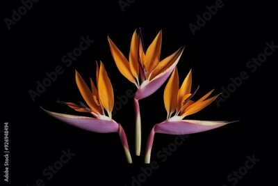 Papier peint  Strelitzia Flower in Nature, Pattern, Wallpaper, Cover and Screen for Smartphone, Cell Phone, Computer, Laptop, 9:16 and 16:9 Format