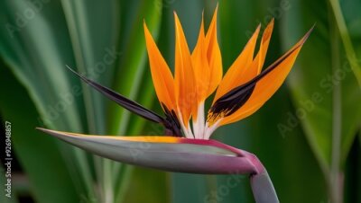 Papier peint  Strelitzia Flower in Nature, Pattern, Wallpaper, Cover and Screen for Smartphone, Cell Phone, Computer, Laptop, 9:16 and 16:9 Format