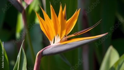 Papier peint  Strelitzia Flower in Nature, Pattern, Wallpaper, Cover and Screen for Smartphone, Cell Phone, Computer, Laptop, 9:16 and 16:9 Format