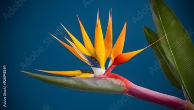 Papier peint  Strelitzia Flower in Nature, Pattern, Wallpaper, Cover and Screen for Smartphone, Cell Phone, Computer, Laptop, 9:16 and 16:9 Format