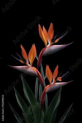 Papier peint  Strelitzia Flower in Nature, Pattern, Wallpaper, Cover and Screen for Smartphone, Cell Phone, Computer, Laptop, 9:16 and 16:9 Format
