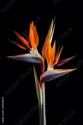 Papier peint  Strelitzia Flower in Nature, Pattern, Wallpaper, Cover and Screen for Smartphone, Cell Phone, Computer, Laptop, 9:16 and 16:9 Format