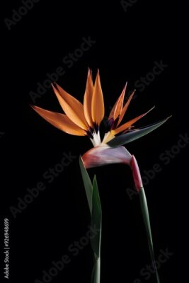 Papier peint  Strelitzia Flower in Nature, Pattern, Wallpaper, Cover and Screen for Smartphone, Cell Phone, Computer, Laptop, 9:16 and 16:9 Format