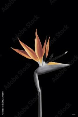 Papier peint  Strelitzia Flower in Nature, Pattern, Wallpaper, Cover and Screen for Smartphone, Cell Phone, Computer, Laptop, 9:16 and 16:9 Format