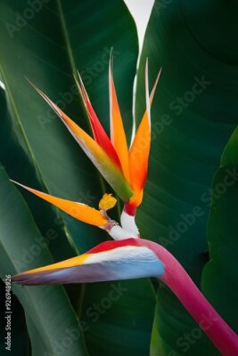 Papier peint  Strelitzia Flower in Nature, Pattern, Wallpaper, Cover and Screen for Smartphone, Cell Phone, Computer, Laptop, 9:16 and 16:9 Format