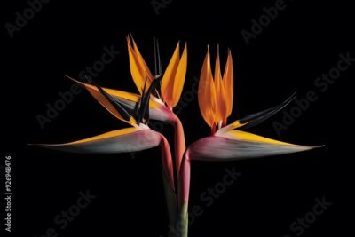 Papier peint  Strelitzia Flower in Nature, Pattern, Wallpaper, Cover and Screen for Smartphone, Cell Phone, Computer, Laptop, 9:16 and 16:9 Format