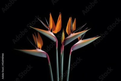 Papier peint  Strelitzia Flower in Nature, Pattern, Wallpaper, Cover and Screen for Smartphone, Cell Phone, Computer, Laptop, 9:16 and 16:9 Format