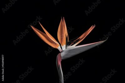 Papier peint  Strelitzia Flower in Nature, Pattern, Wallpaper, Cover and Screen for Smartphone, Cell Phone, Computer, Laptop, 9:16 and 16:9 Format
