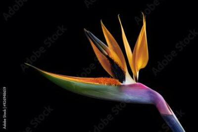 Papier peint  Strelitzia Flower in Nature, Pattern, Wallpaper, Cover and Screen for Smartphone, Cell Phone, Computer, Laptop, 9:16 and 16:9 Format