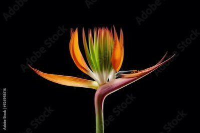 Papier peint  Strelitzia Flower in Nature, Pattern, Wallpaper, Cover and Screen for Smartphone, Cell Phone, Computer, Laptop, 9:16 and 16:9 Format