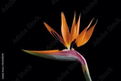 Papier peint  Strelitzia Flower in Nature, Pattern, Wallpaper, Cover and Screen for Smartphone, Cell Phone, Computer, Laptop, 9:16 and 16:9 Format