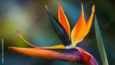 Papier peint  Strelitzia Flower in Nature, Pattern, Wallpaper, Cover and Screen for Smartphone, Cell Phone, Computer, Laptop, 9:16 and 16:9 Format