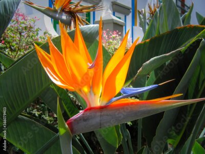 Papier peint  Strelitzia flower in Puerto de Mogan, Spain