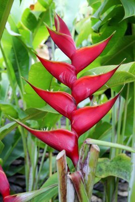 Papier peint  Strelitzia flower in red Madeira Portugal