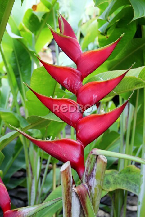 Papier peint  Strelitzia flower in red Madeira Portugal