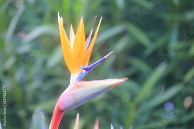 Papier peint  strelitzia flower in the garden