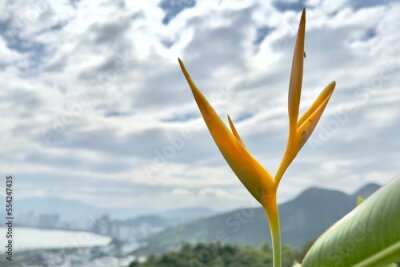 Papier peint  strelitzia flower in the garden, tropical exotic beautiful plant in the wind
