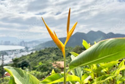 Papier peint  strelitzia flower in the garden, tropical exotic beautiful plant in the wind