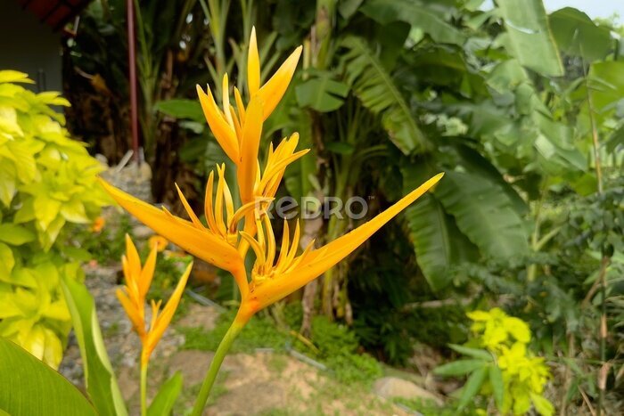 Papier peint  strelitzia flower in the garden, tropical exotic beautiful plant in the wind