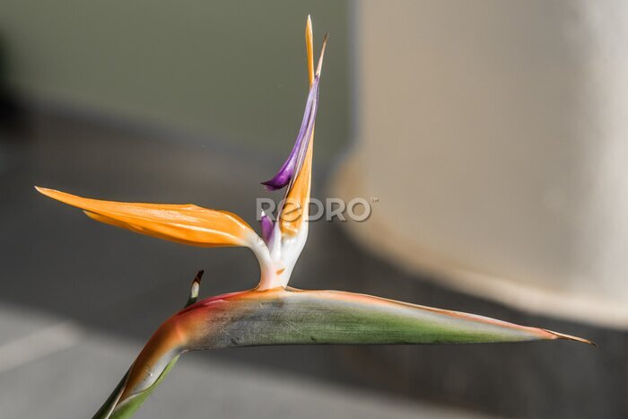 Papier peint  Strelitzia flower in the Greek garden