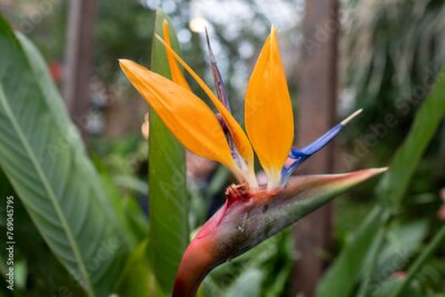 Papier peint  Strelitzia flower in the greenhouse