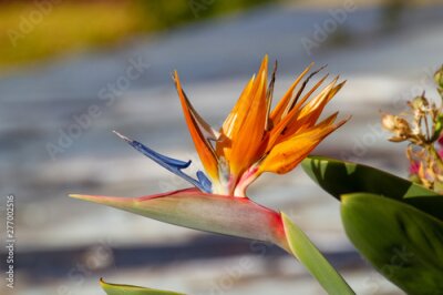 Papier peint  Strelitzia flower in the sun