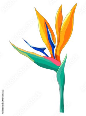 Papier peint  strelitzia flower is bright in color. illustration of a tropical flower from the jungle of strelitzia, yellow-orange petals on a green stem, isolated vector element for a design template