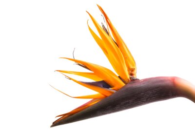 Papier peint  Strelitzia flower isolated