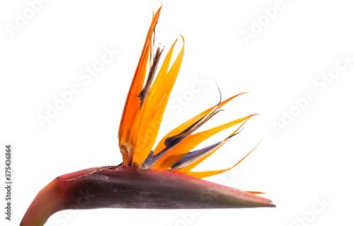 Papier peint  Strelitzia flower isolated