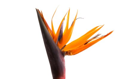 Papier peint  Strelitzia flower isolated