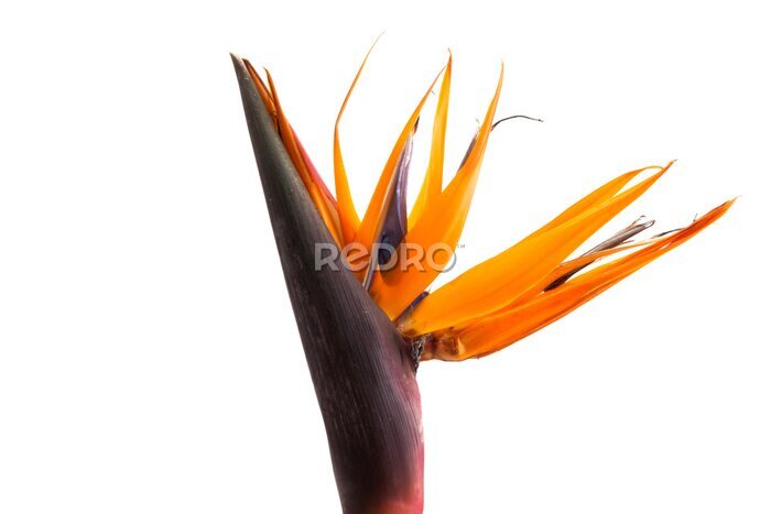 Papier peint  Strelitzia flower isolated