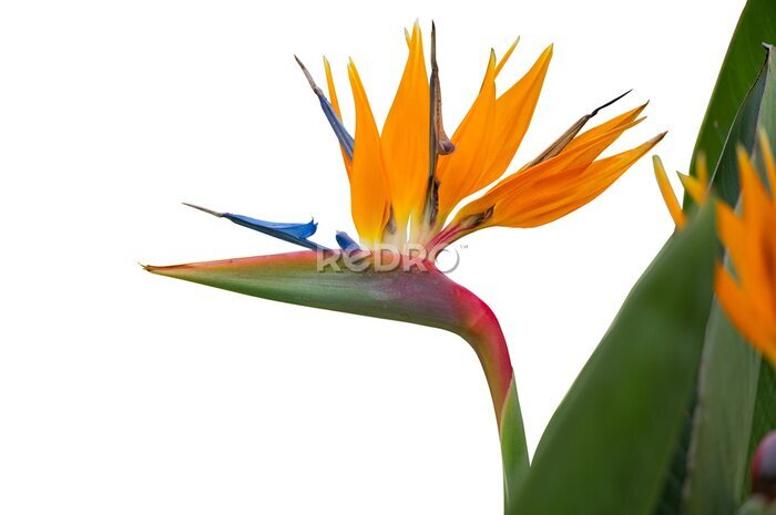 Papier peint  strelitzia flower isolated