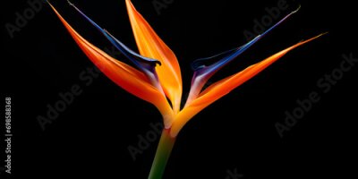 Papier peint  Strelitzia flower isolated on a black background. Bird of paradise flower isolated on black background