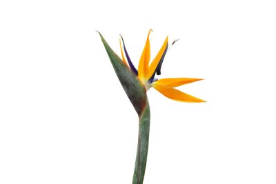 Papier peint   Strelitzia flower isolated on a white background